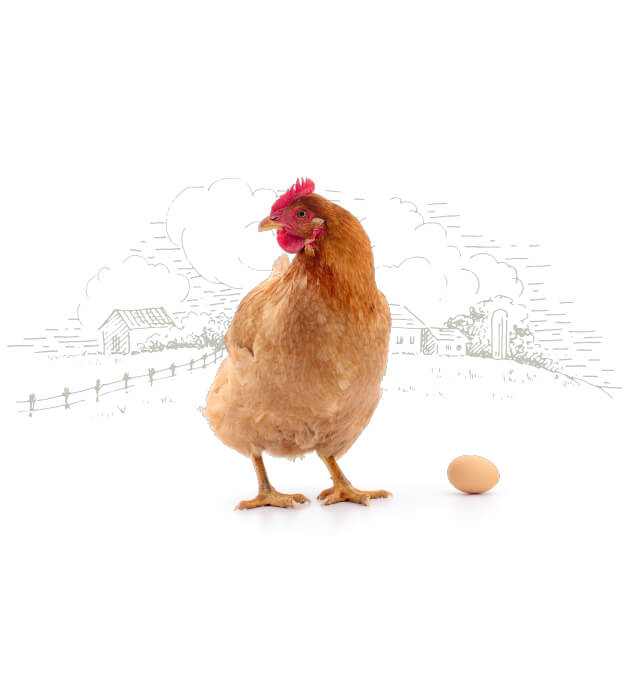 banner_chicken